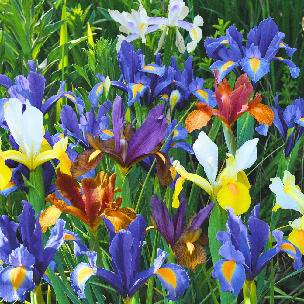 Thompson and Morgan Iris Dutch Mixed Spring Planting Bulb 40 Pack Image 2