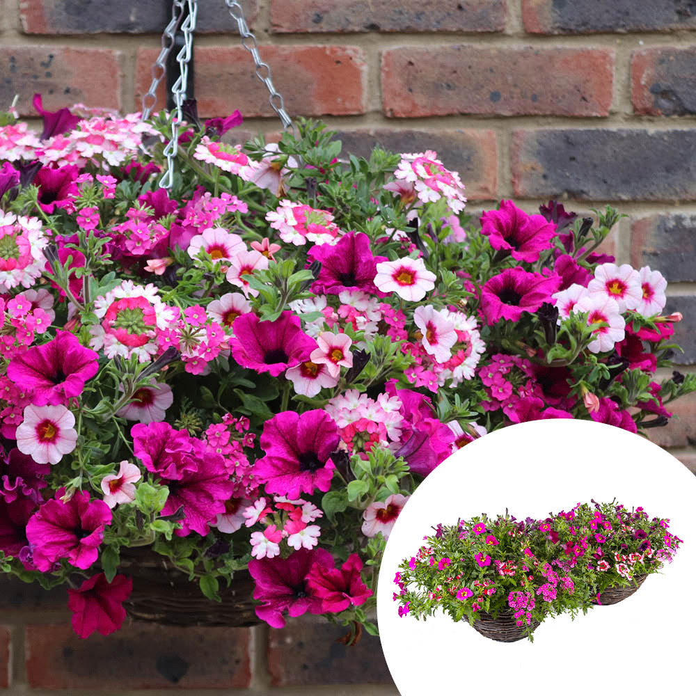 YouGarden Preplanted Eton Mess Rattan Hanging Basket 35cm 2 Pack Image 2