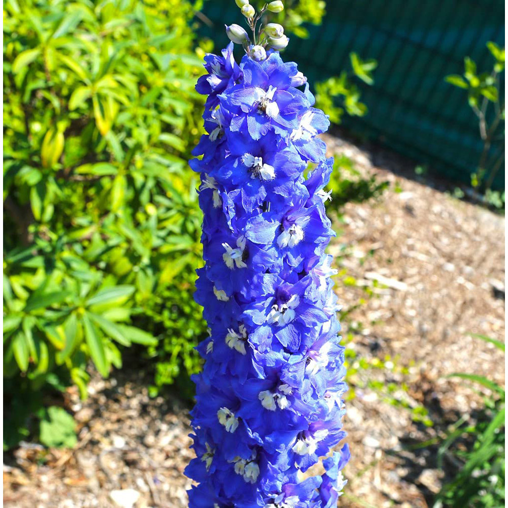 Thompson and Morgan Delphinium Pacific Giants King Arthur Potted Plant 1L Image 2