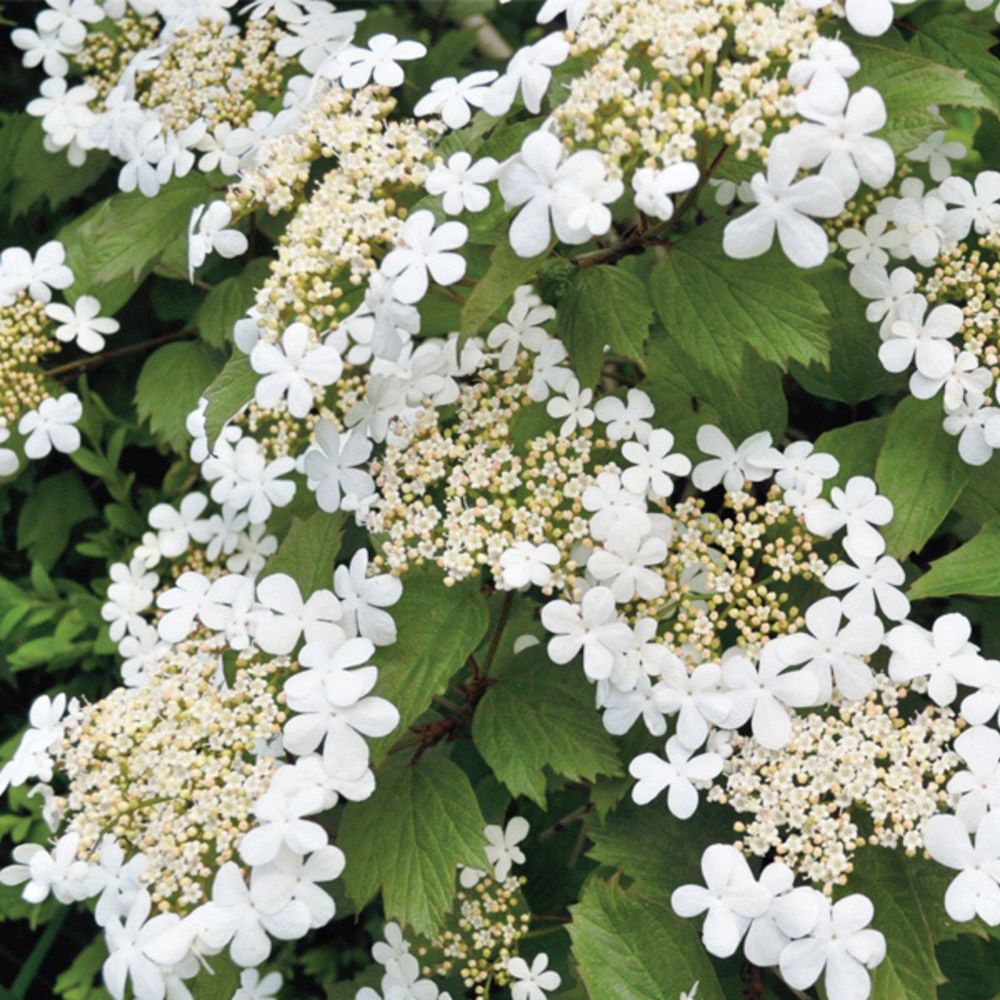 Thompson and Morgan Viburnum Opulus Snowball Shrub Potted Plant 9cm Image 4