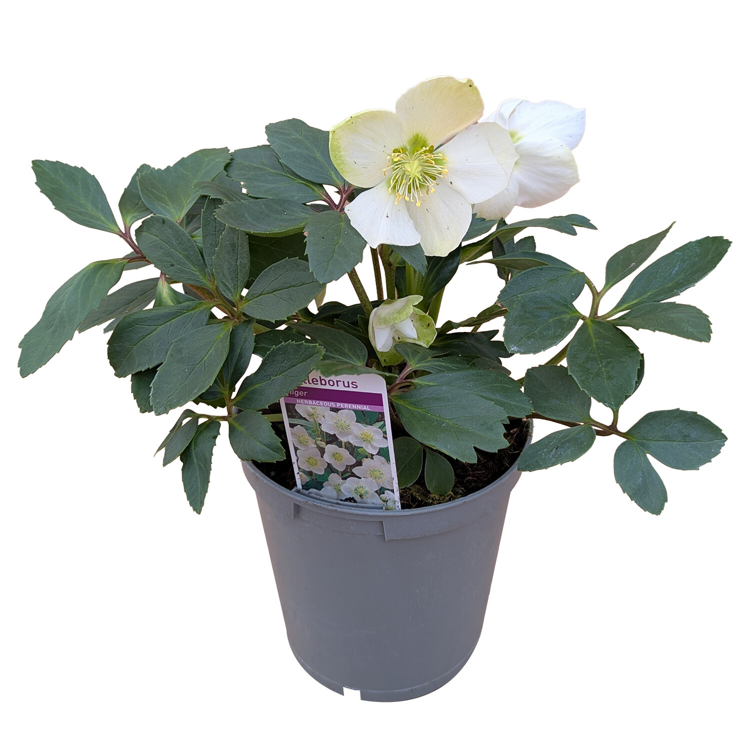 Helleborus Niger - White Image