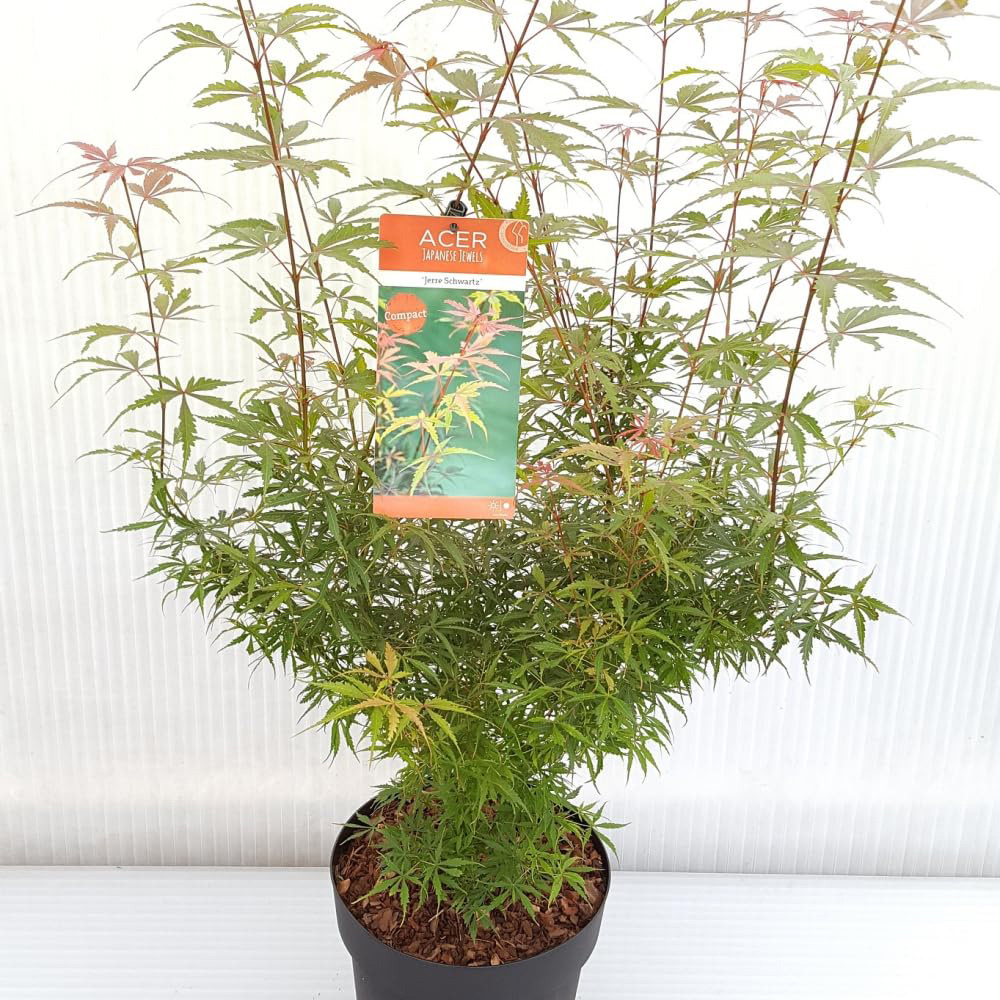 Thompson and Morgan Acer Palmatum Jerre Schwartz Plant Pot 3L Image 2