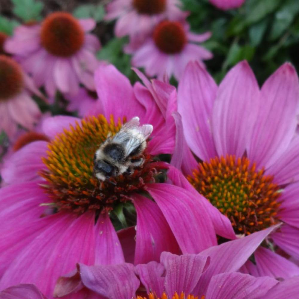 Thompson and Morgan Echinacea Purpurea Potted Plant 1L Image 4