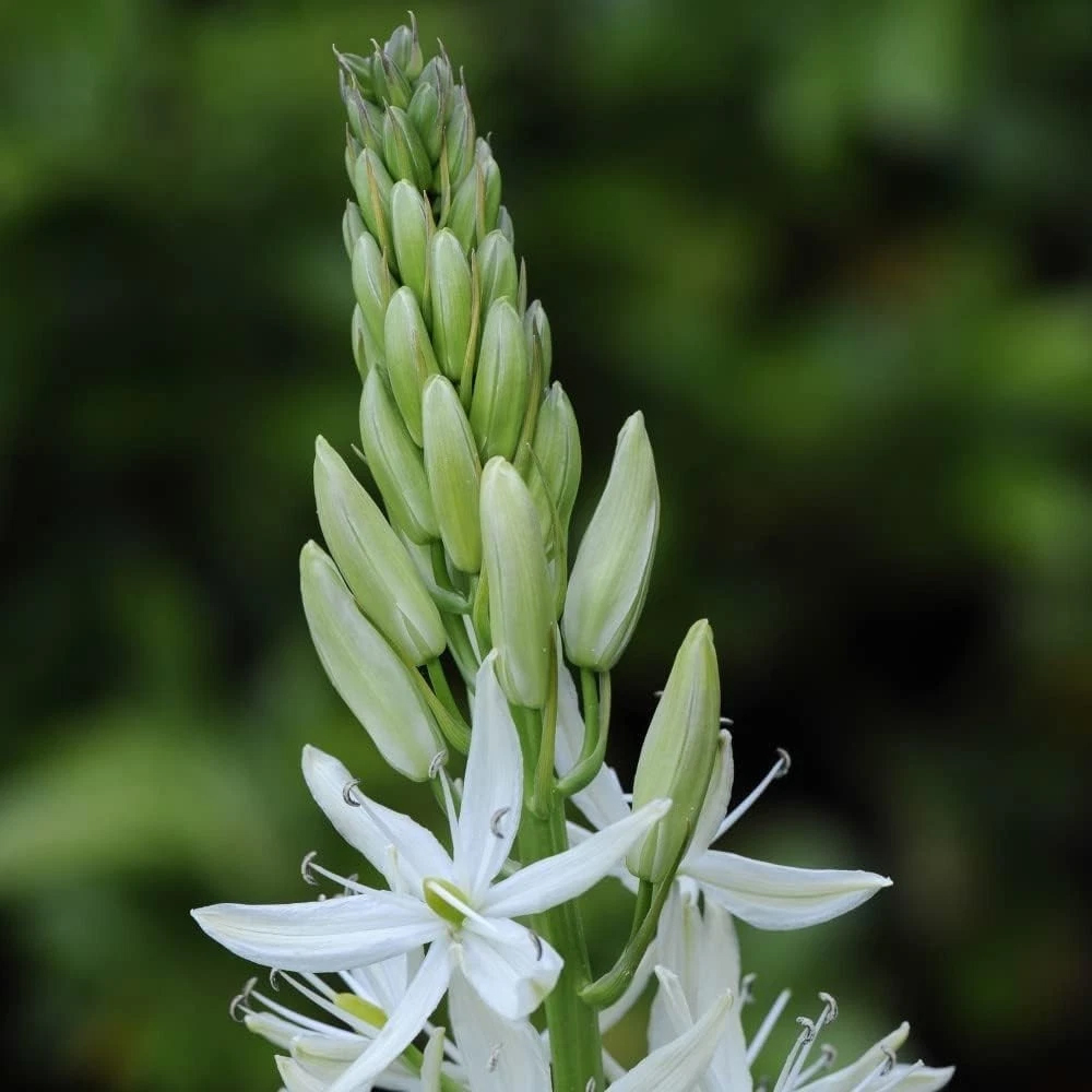 Thompson and Morgan Camassia Leichtlinii Alba Planting Bulb 12 Pack Image 3