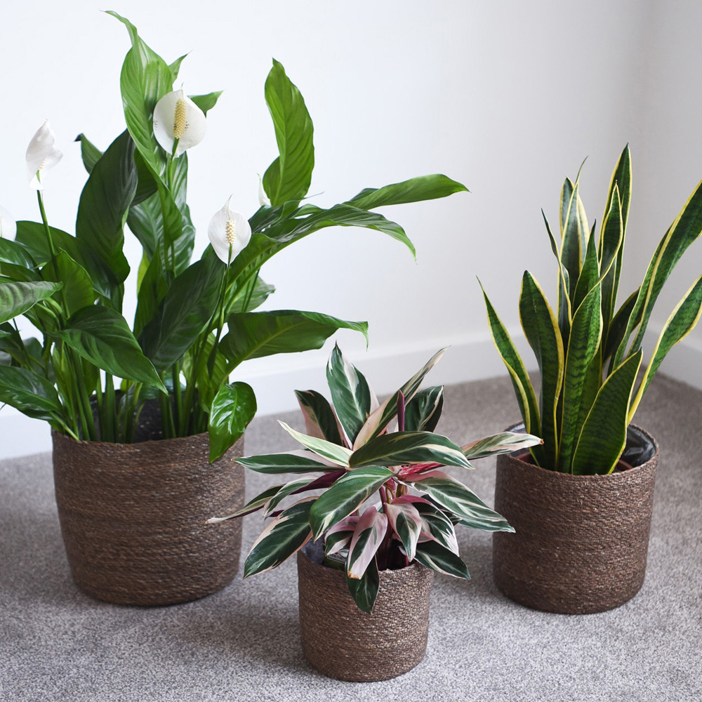 Garden Gear Chia Seagrass Indoor Planter Basket 3 Pack Image 2