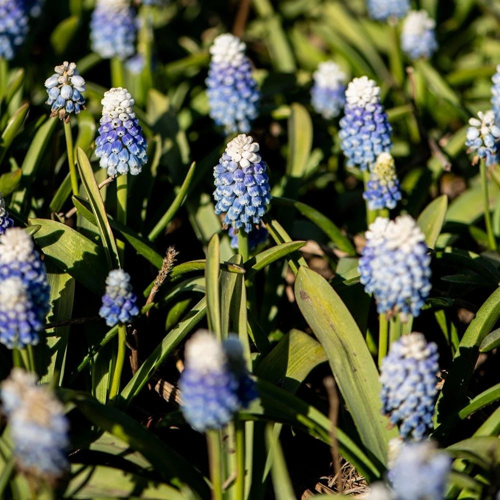 Thompson and Morgan Muscari Mountain Lady Autumn Planting Bulb 8 Pack Image 4