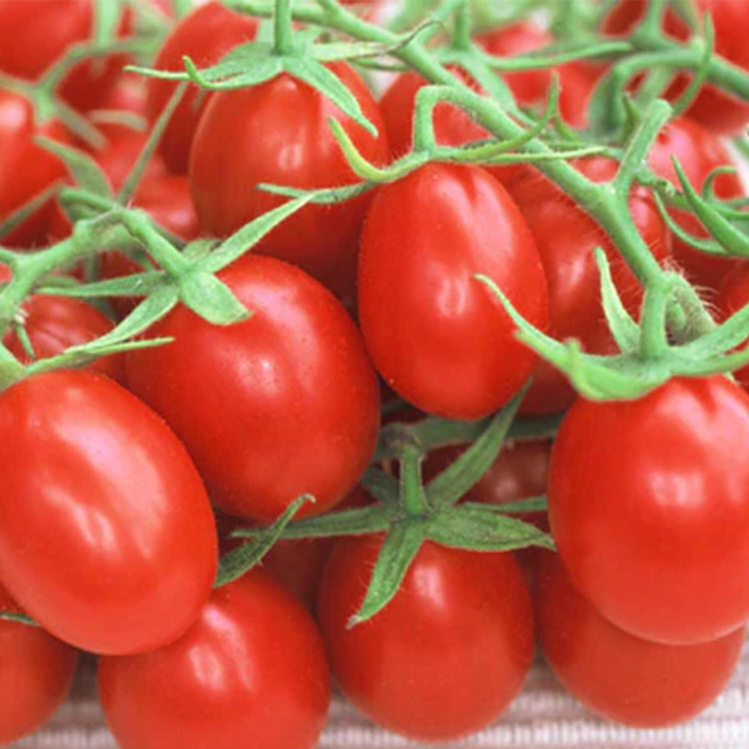 Grafted Tomato Mirado Plant Image 2