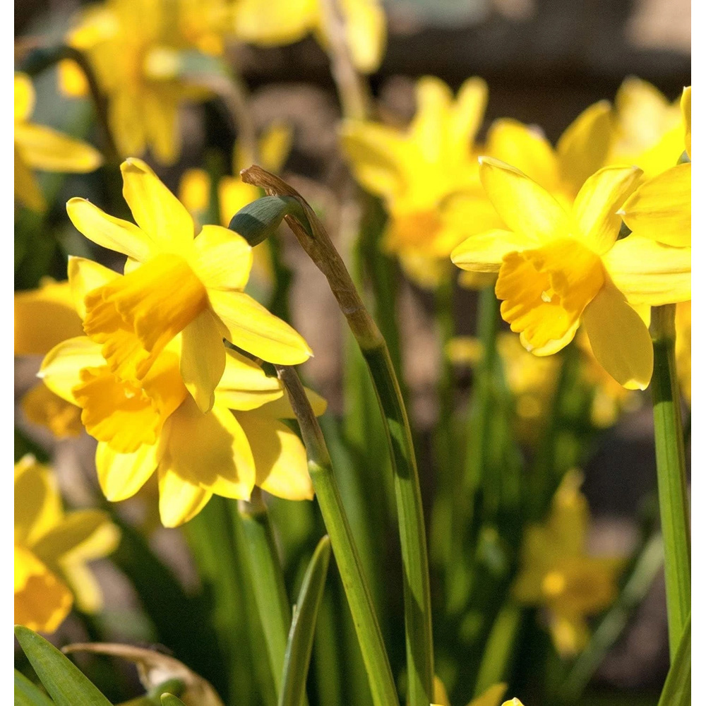 Thompson and Morgan Daffodil Chuckles Planting Bulb 32 Pack Image 4