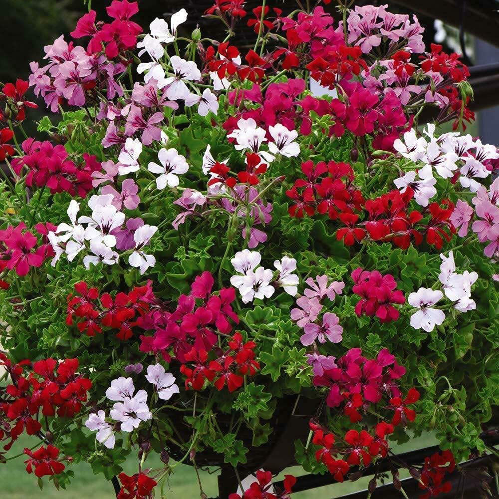 Thompson and Morgan Nurserymans Choice Hanging Basket Mixed Postiplug Plants 100 Pack Image 3