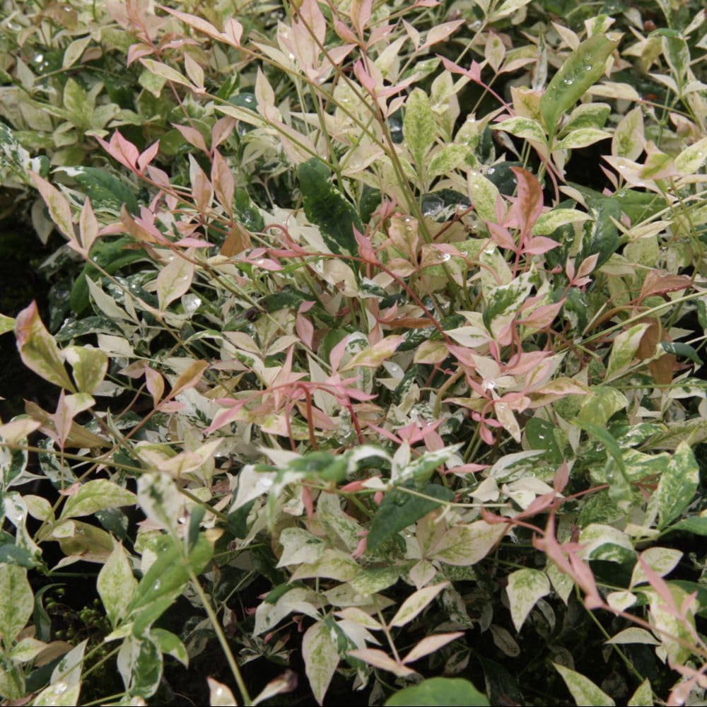 Thompson and Morgan Nandina Duo Plant Pot 9cm 2 Pack Image 4