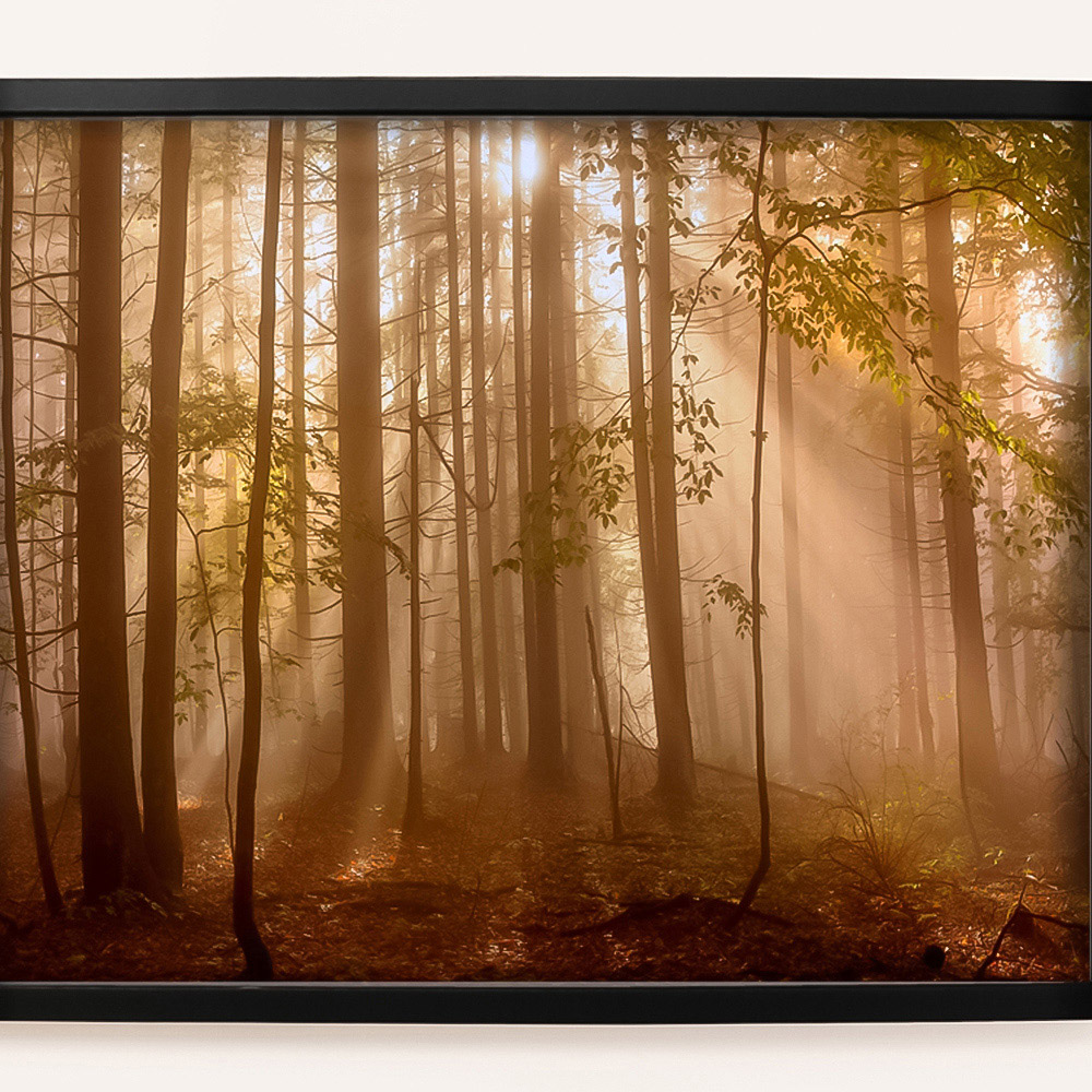 Laura Ashley Sunlit Trees Black Frame Wall Art 70 x 100cm Image 4