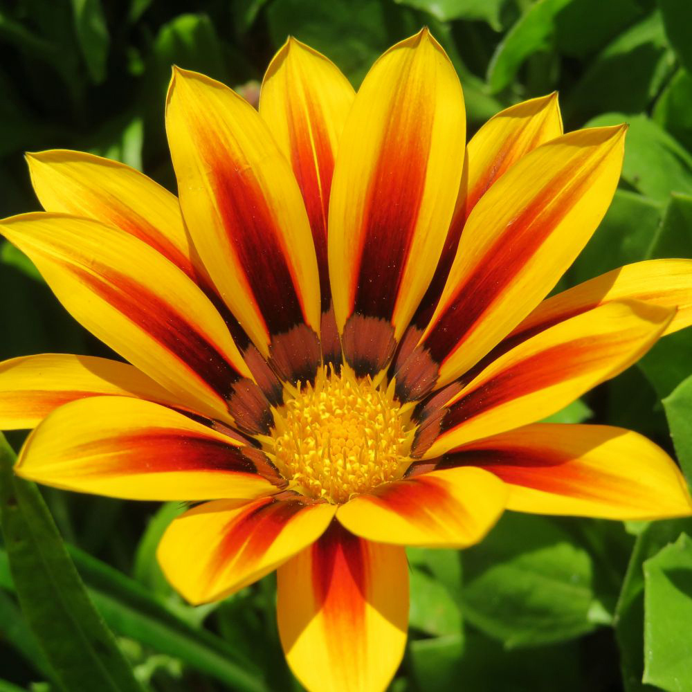 Thompson and Morgan Gazania Tiger Stripes Mixed Plant Plug 72 Pack Image 3