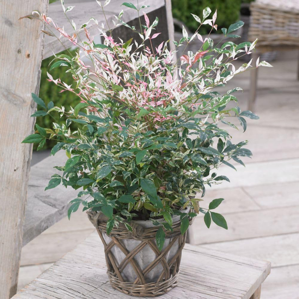 Thompson and Morgan Nandina Duo Plant Pot 9cm 2 Pack Image 5