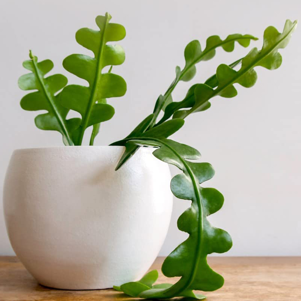 Thompson and Morgan Epiphyllum Anguliger Plant Pot 9cm Image 1