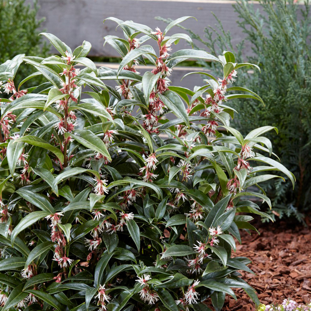 Thompson and Morgan Sarcococca Winter Gem Plant Pot 3L Image 4