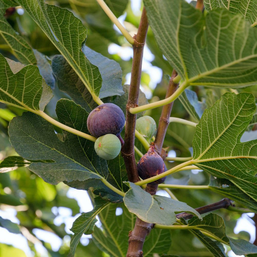 Thompson and Morgan Fig Ficus Negronne Violette De Bourdea Plant Pot 3L 2 Pack Image 3