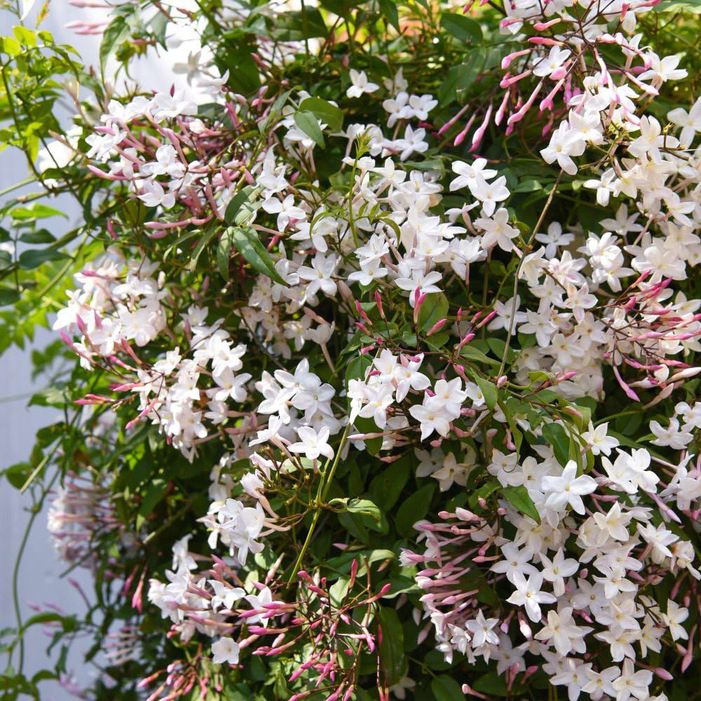 Thompson and Morgan Jasminum Polyanthum Starry Summer Night Plant Pot 3L Image 4