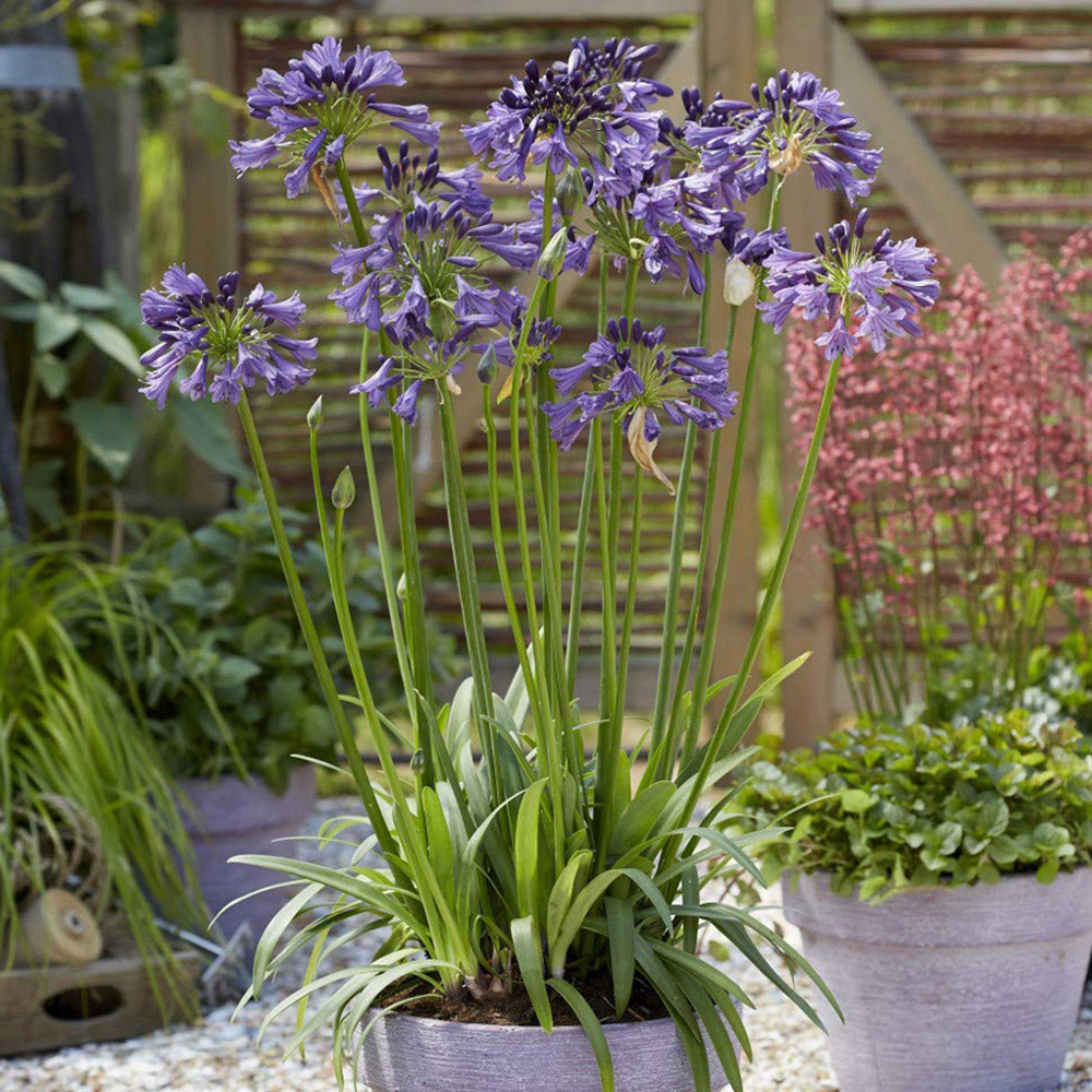 Thompson and Morgan Agapanthus Poppin Purple Potted Plant 9cm Image 2
