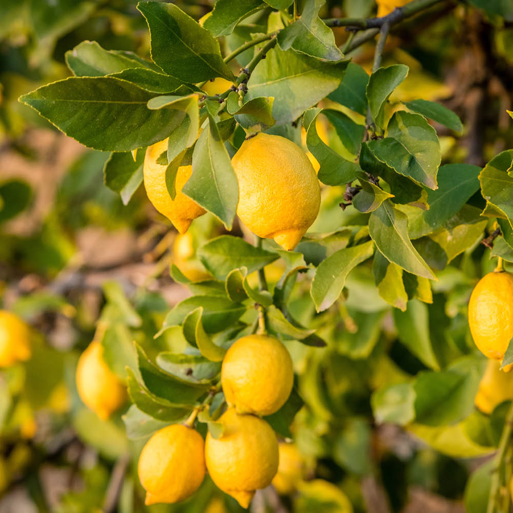 YouGarden Citrus Lemon Tree in Pot Image 1