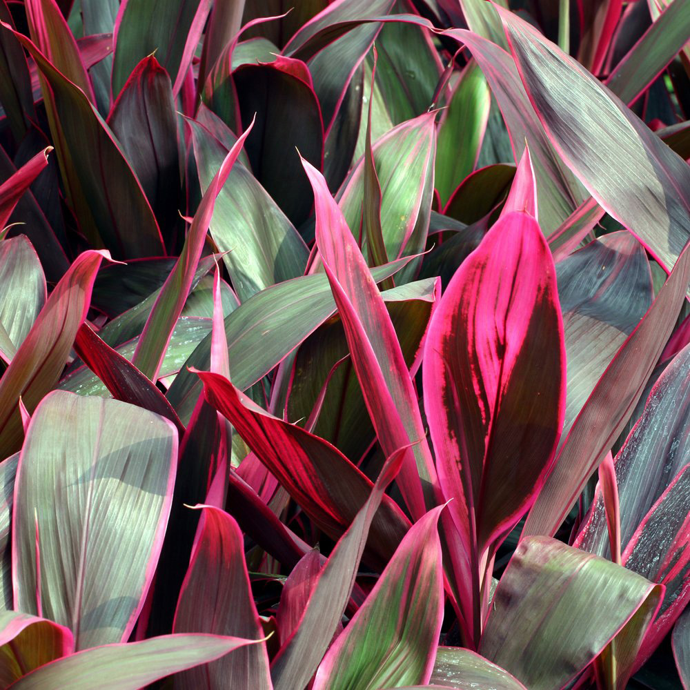 Thompson & Morgan Cordyline Tango Potted Plant 12cm Image 1