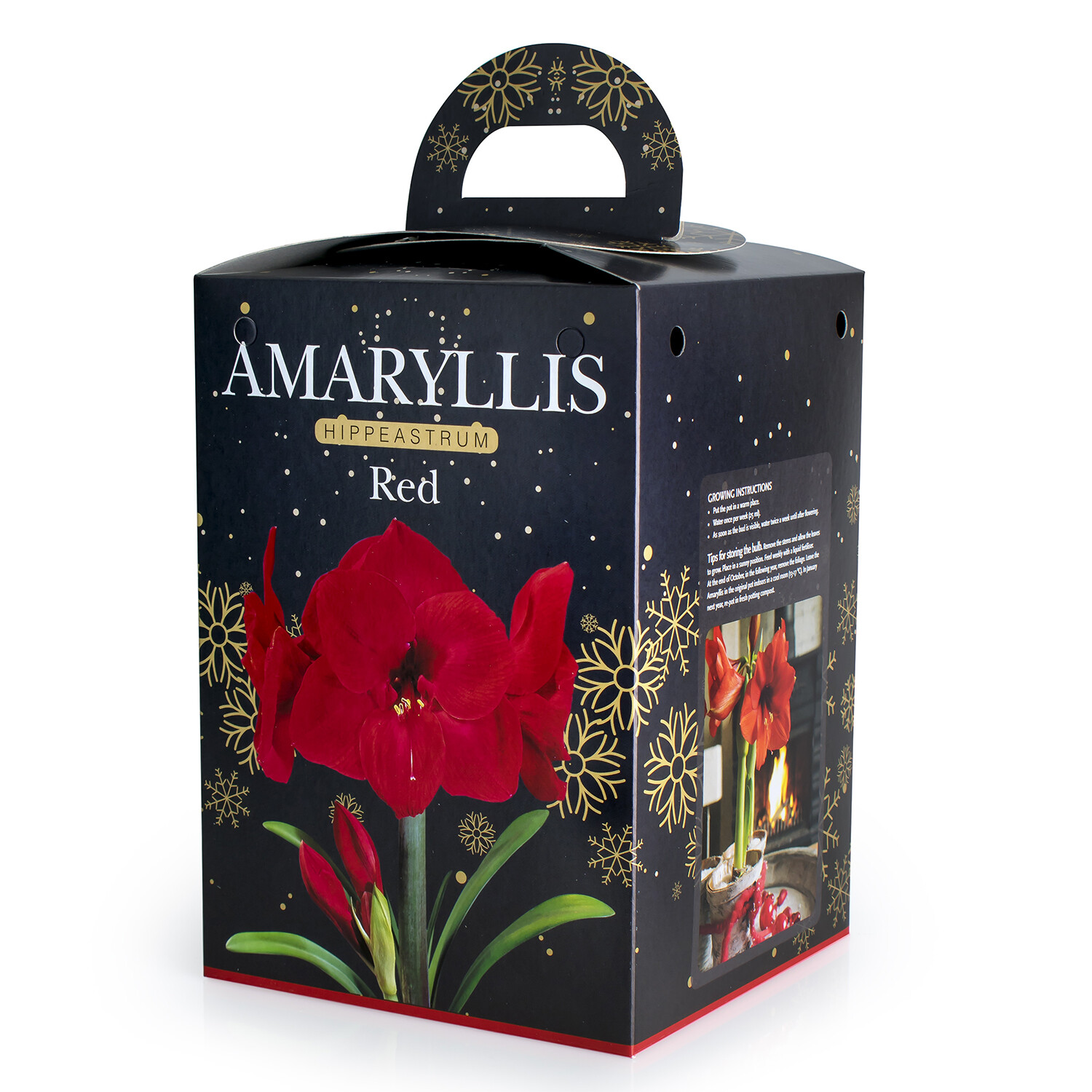 Amaryllis Gift Kit Image 4