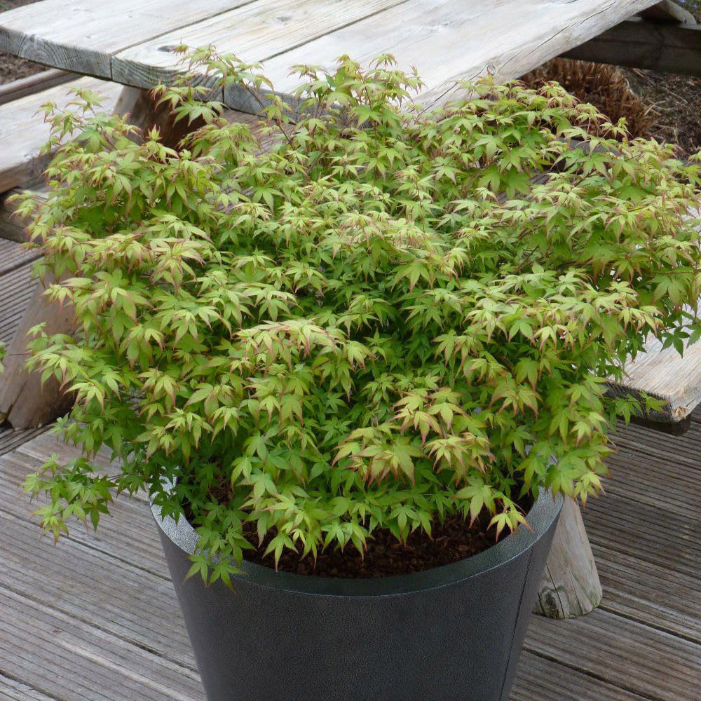 Thompson and Morgan Acer palmatum Little Princess Plant Pot 23cm Image 3