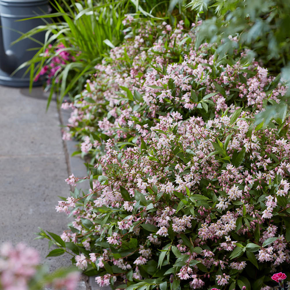 YouGarden Deutzia Million Stars Pink Carpet Plant in Pot Image 2