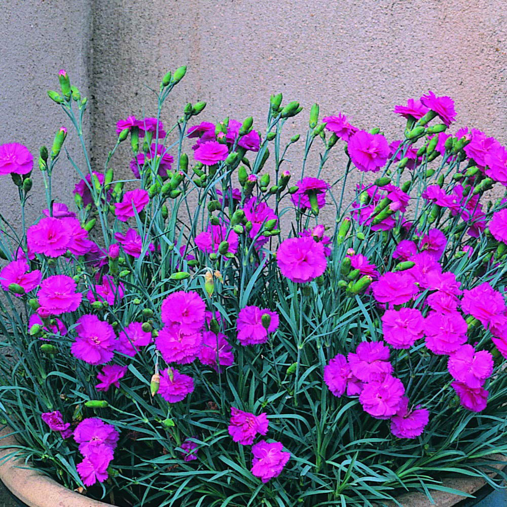 Thompson and Morgan Dianthus Tickled Pink Potted Plant 1.5L Image 3