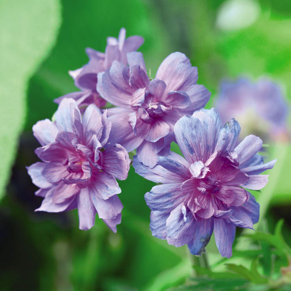 Thompson and Morgan Geranium Double Plenum Caeruleum Bare Root Image 2