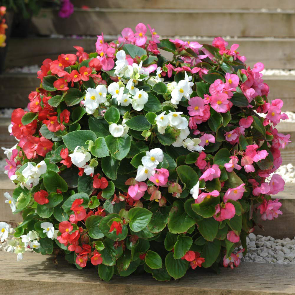Thompson and Morgan Begonia F1 Giant Lotto Mixed Plant Plug 72 Pack Image 3
