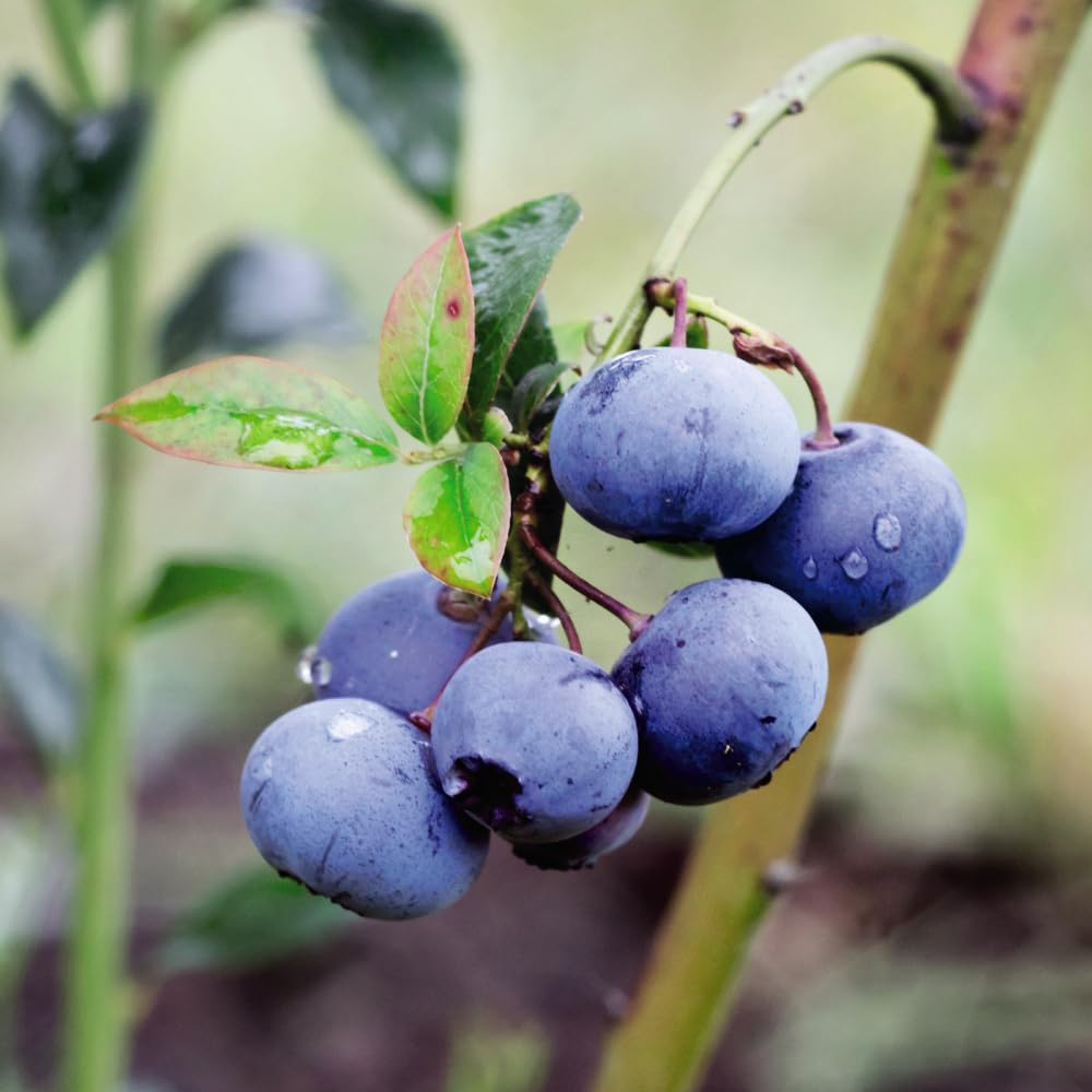 Thompson and Morgan Blueberry Trio Collection Plant Pot 9cm 3 Pack Image 2