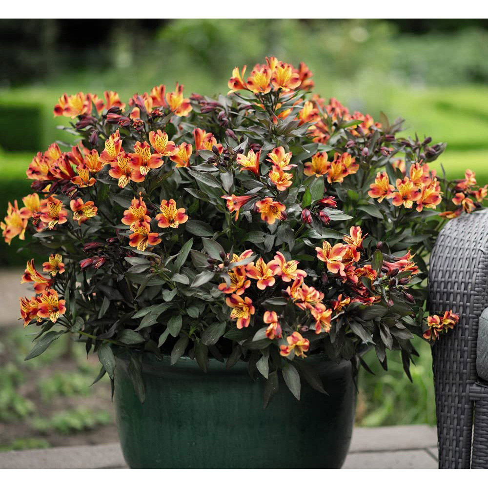 Thompson and Morgan Alstroemeria Indian Summer Jumbo Plug 6 Pack Image 5