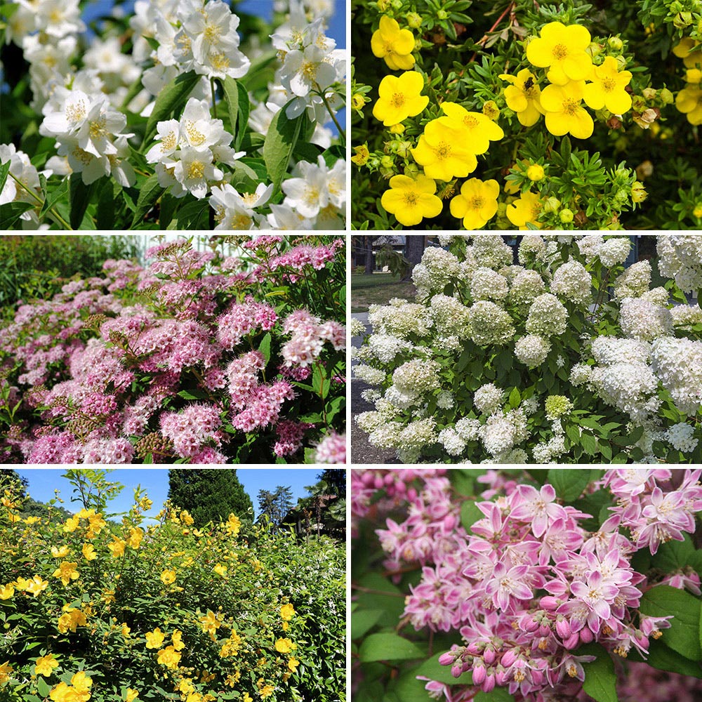 YouGarden Summer Flowering Hardy Shrub Collection 6 Pack Image 1