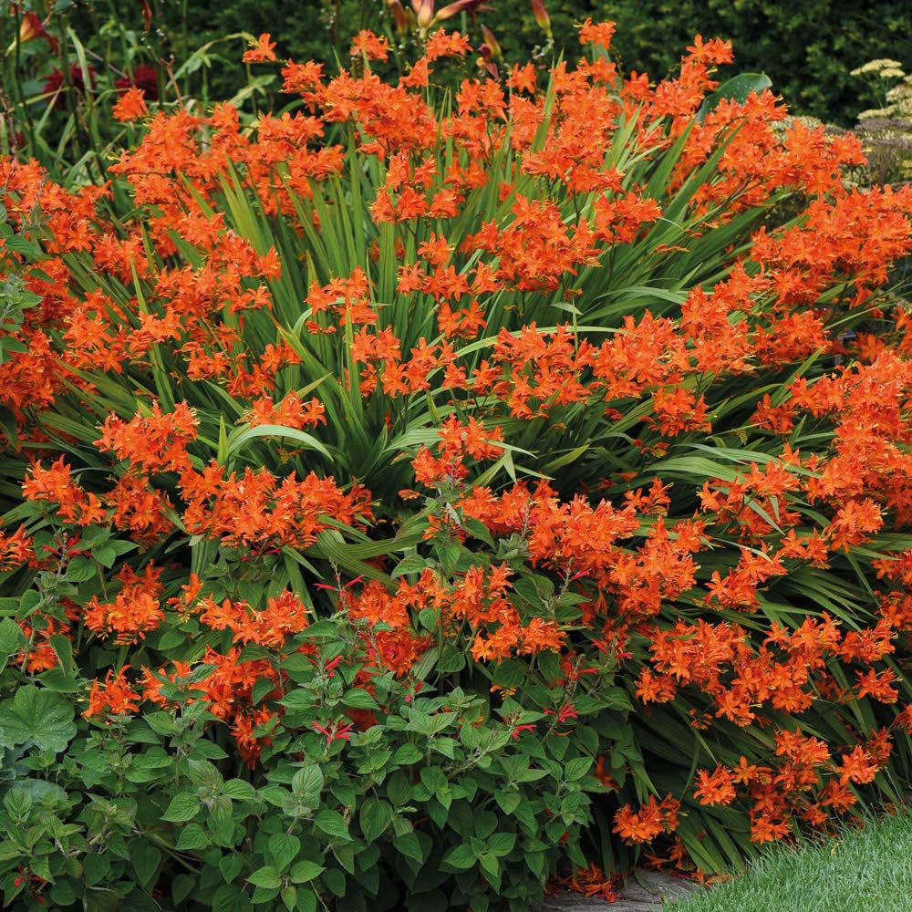 Thompson & Morgan Crocosmia Spitfire Planting Bulb 10 Pack Image 3