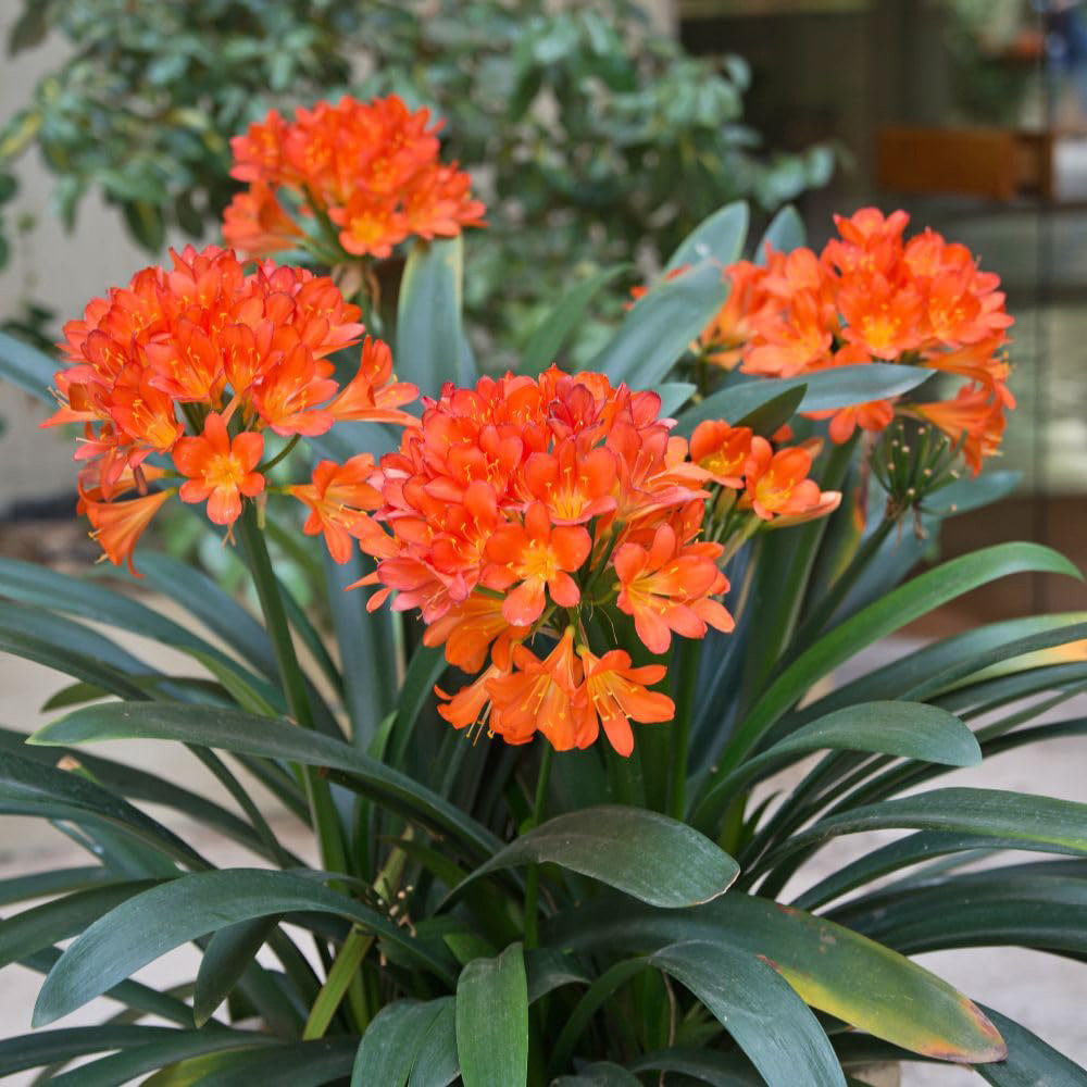 Thompson and Morgan Clivia Miniata Plant in Pot 13cm 2 Pack Image 3