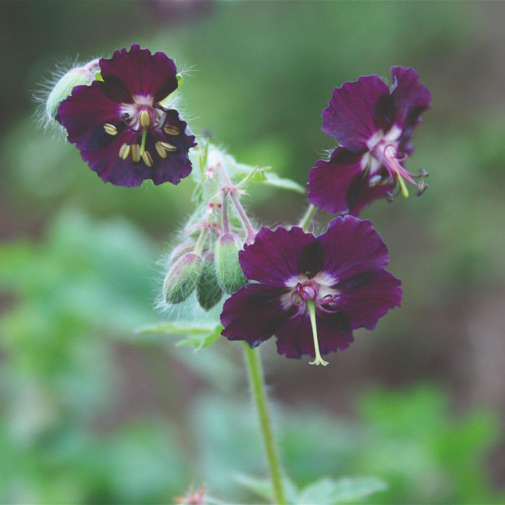 Thompson and Morgan Geranium Phaeum Samabor Plant Pot 1L Image 2