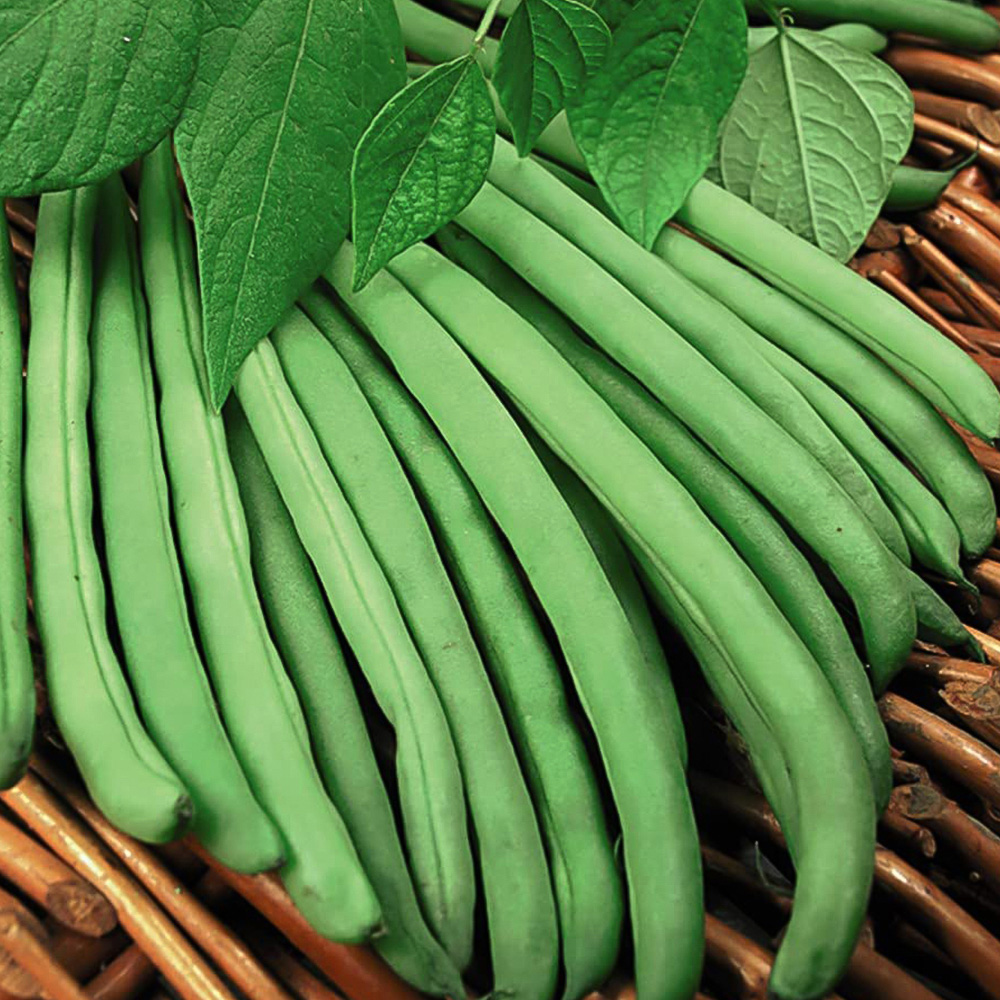 Thompson and Morgan Bean French Climbing Cobra Multi Sown Garden Ready Plant 15 Pack Image 2