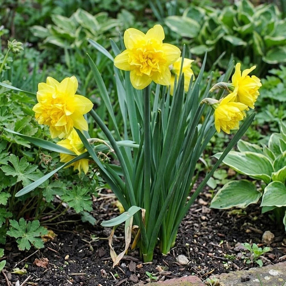 Thompson and Morgan Daffodil Dick Wilden Planting Bulb 16 Pack Image 2