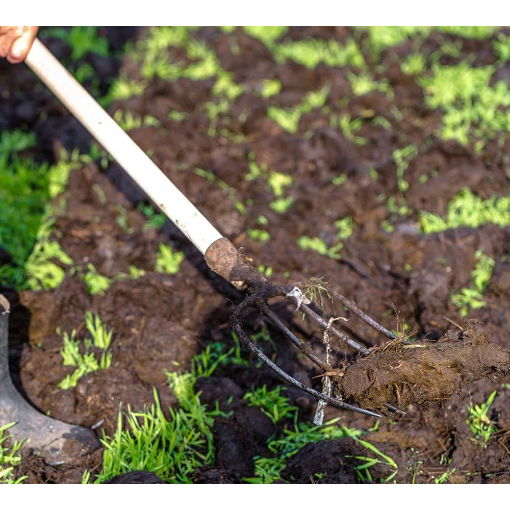 Thompson & Morgan Green Manure Grazing Rye Seed Packet Image 3