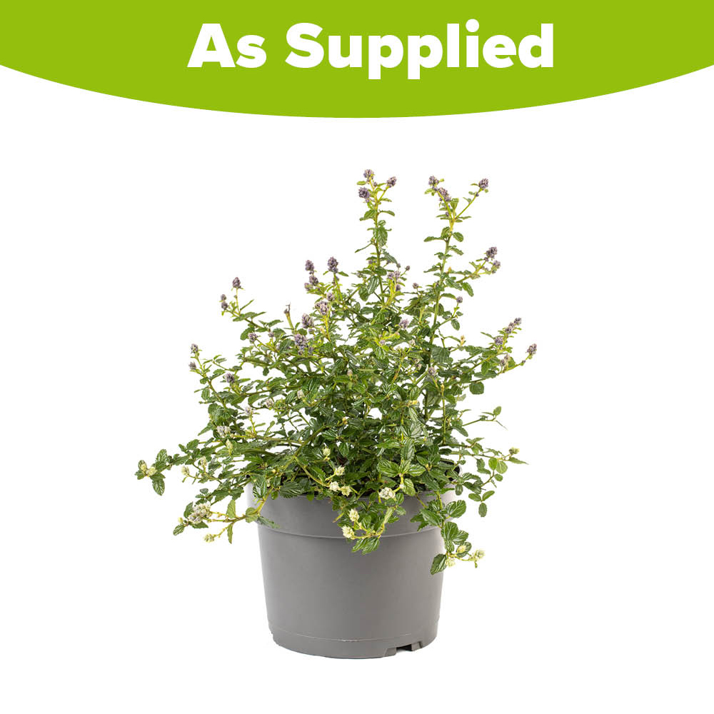 YouGarden Creeping Blue Blossom Ceanothus Thyrsiflorus Repens Plant Pot 2L Image 4