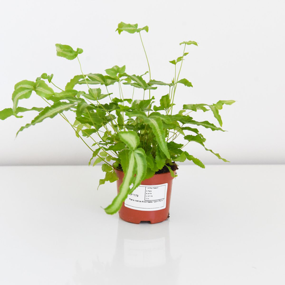 Thompson and Morgan Pteris Cretica Albolineata Plant Pot 12cm Image 4