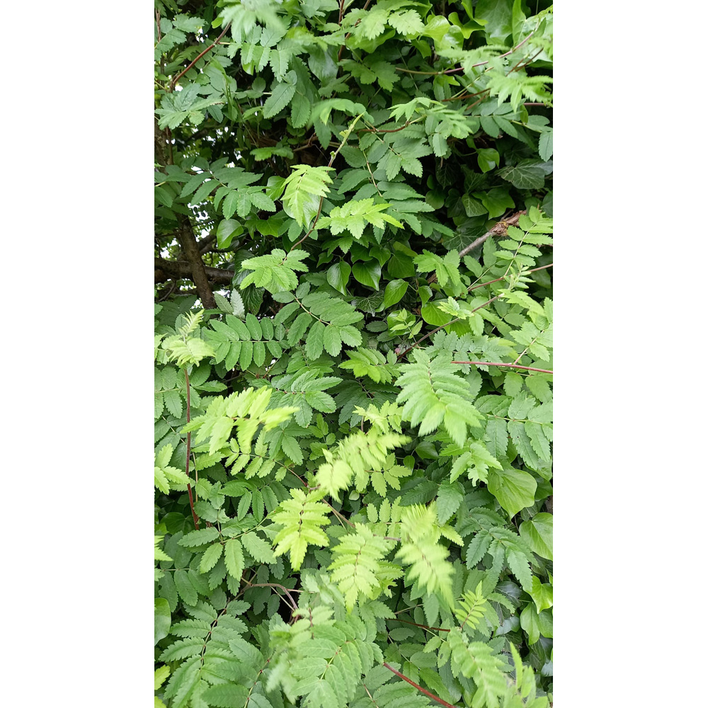 Inspirational Gifting Rowan Mountain Ash Bare Root Hedge Plant Sapling 2-3ft 10 Pack Image 2