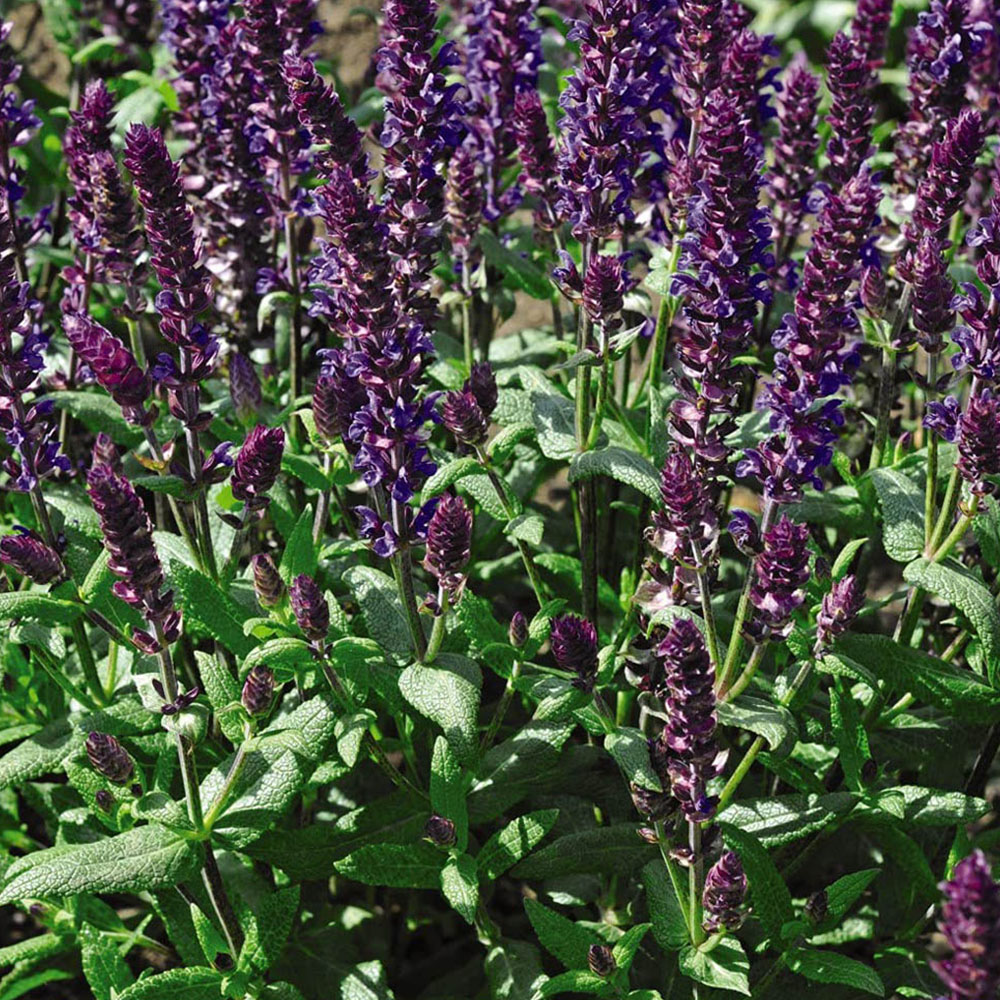 Thompson and Morgan Salvia New Dimensions Mix Garden Ready Plant 30 Pack Image 2