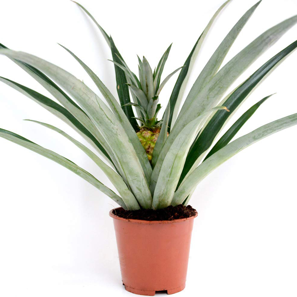 Thompson and Morgan Ornamental Pineapple Hanging Plant Pot 12cm 3 Pack Image 2
