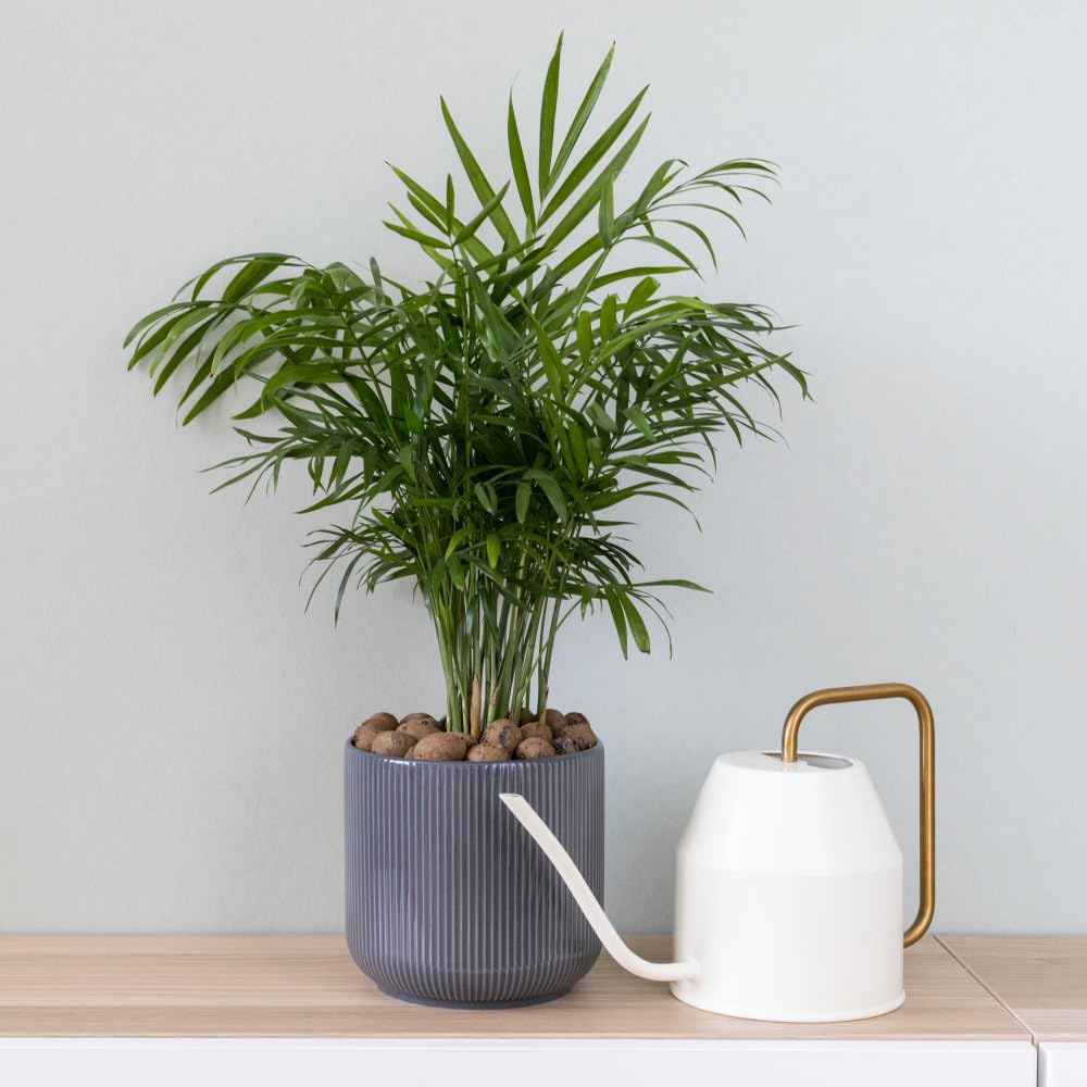 Thompson and Morgan Chamaedorea Elegans Potted Plant 12cm Image 2