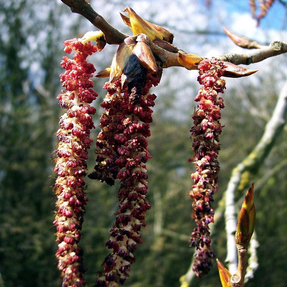Inspirational Gifting Poplar Bare Root Hedge Plant Sapling 4-5ft 20 Pack Image 2