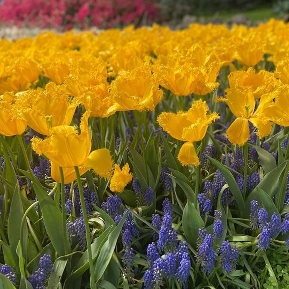 Thompson and Morgan Tulip Golden State Yellow Planting Bulb 8 Pack Image 2
