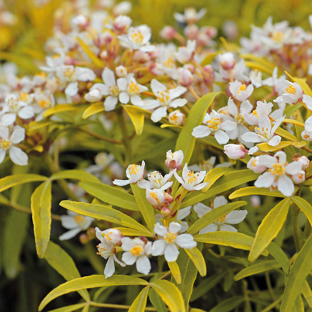 Thompson and Morgan Choisya Sundance Plant Pot 2L 2 Pack Image 2