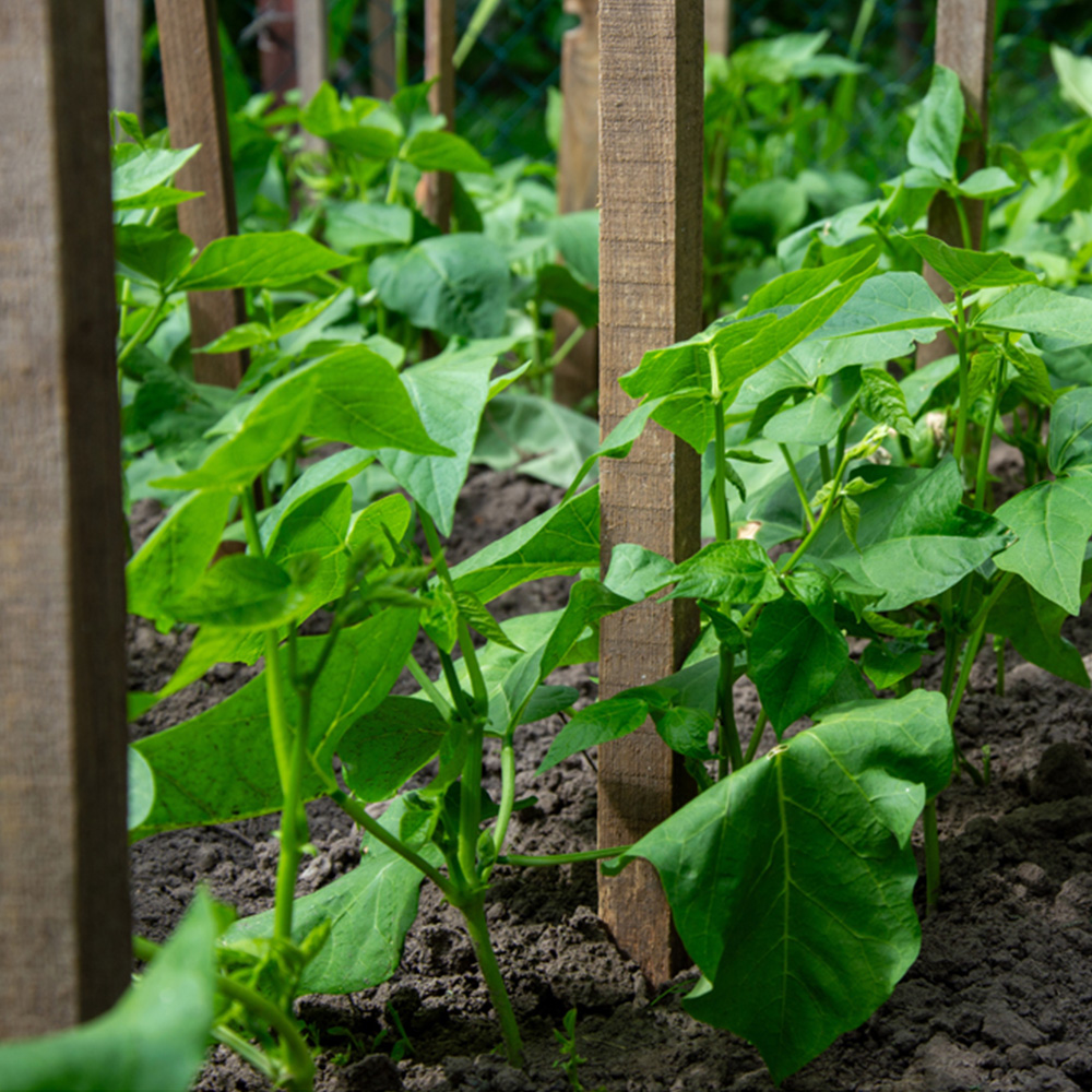 Inspirational Gifting Square Pointed Wooden Tree Stake 1.8m x 32mm 20 Pack Image 3