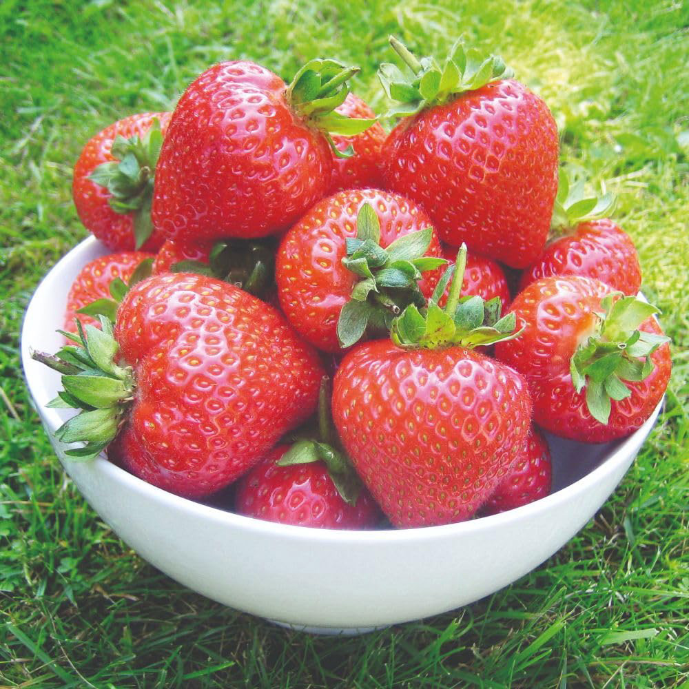 Thompson and Morgan Strawberry British Grown Wimbeldon Collection Plant Pot 9cm 3 Pack Image 2